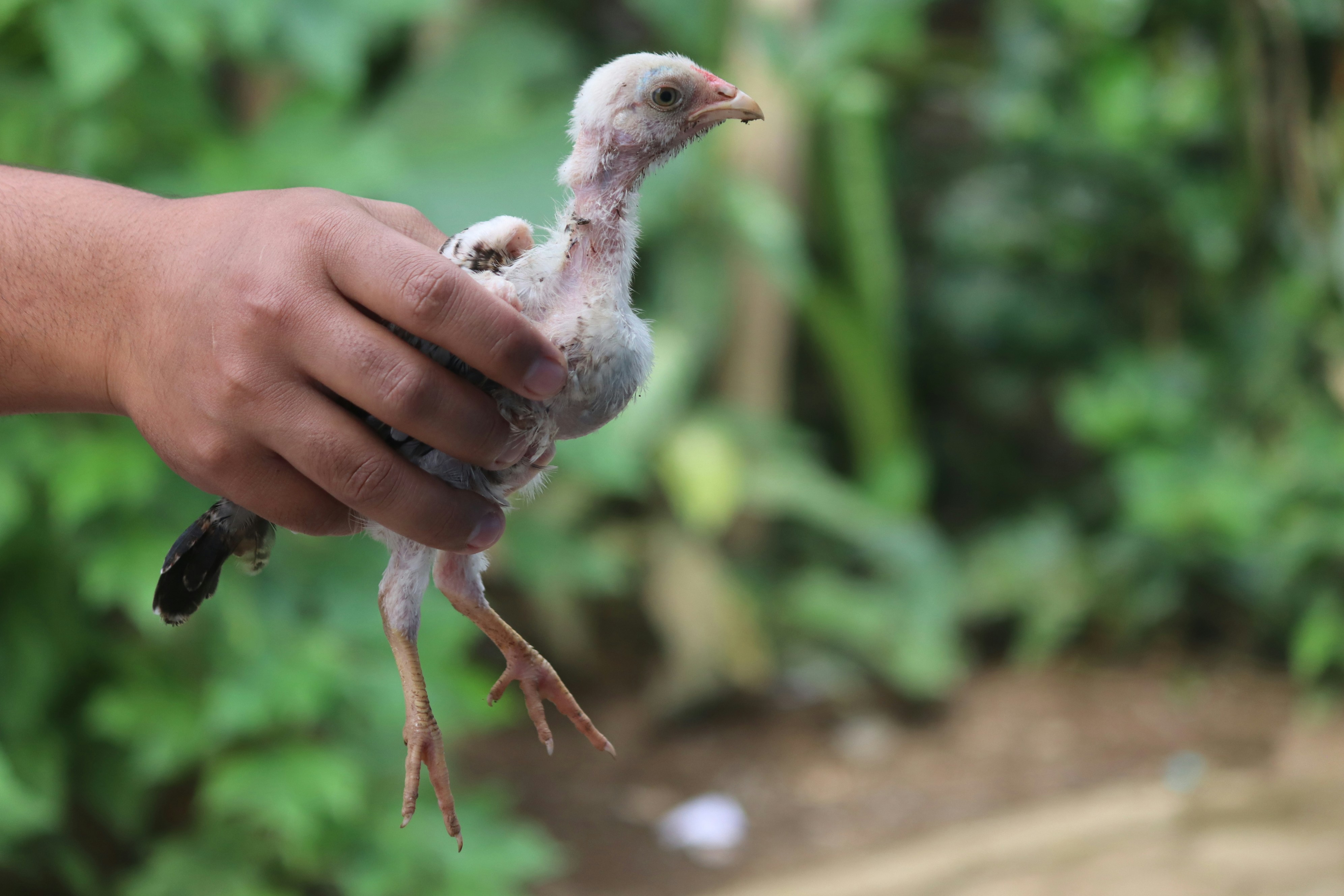 Chickens bokeh images are held by hand